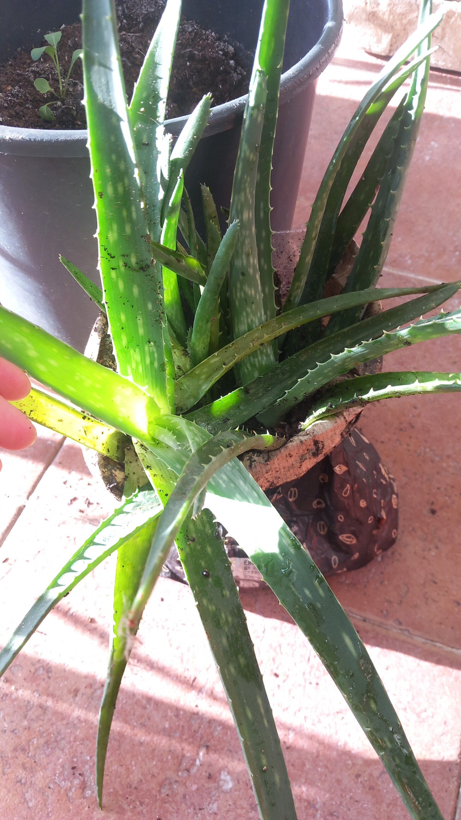 Aftersun de aloe vera y limón - 2